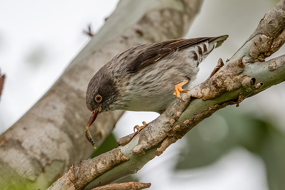 Varied Sittella