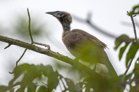 Helmeted Friarbird