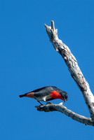 Mistletoebird