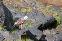 African Fish-Eagle