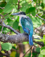 Torresian Kingfisher