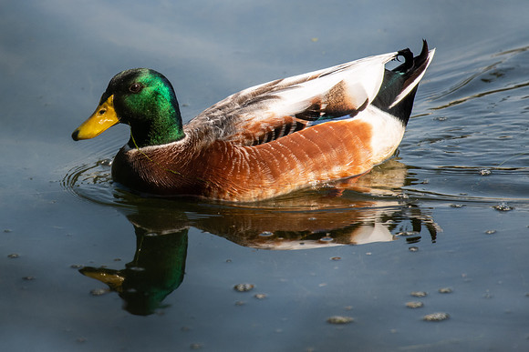 Northern Mallard