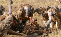 White-backed Vulture