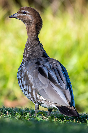 Australian Wood Duck