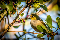 Silvereye