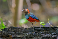 Papuan Pitta