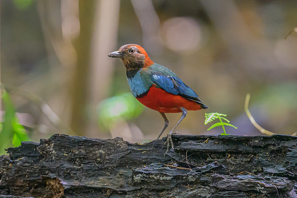 Papuan Pitta