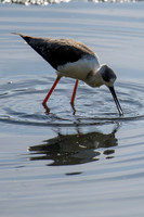 Pied Stilt