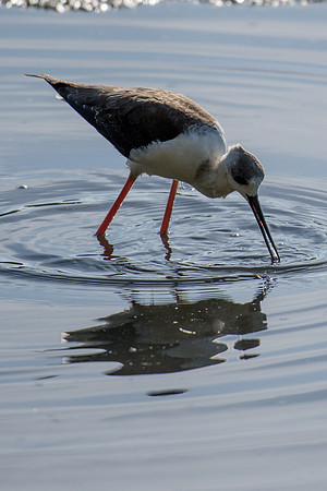 Pied Stilt