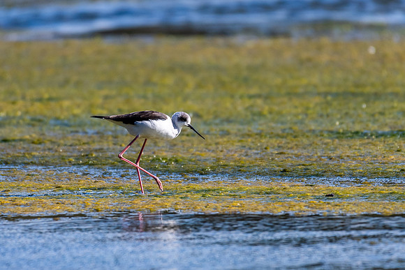 Pied Stilt