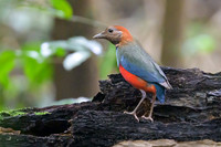 Papuan Pitta