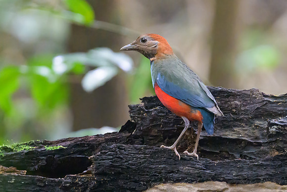 Papuan Pitta