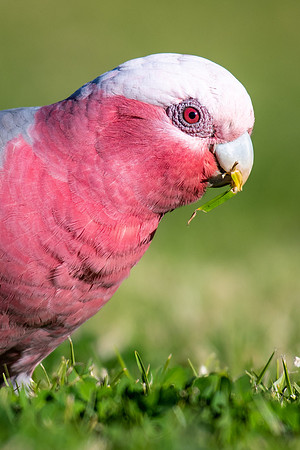 Galah