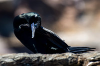 Little Black Cormorant