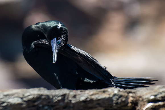 Little Black Cormorant