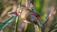 Red-browed Finch