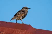 Common Starling