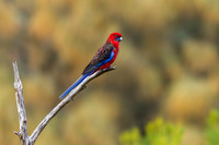 Crimson Rosella