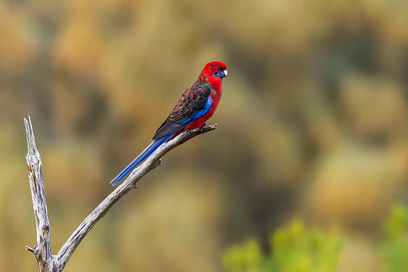 Crimson Rosella
