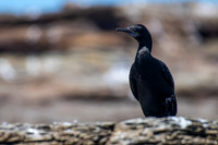 Little Black Cormorant