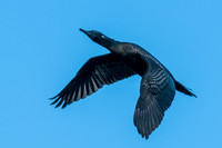 Little Black Cormorant
