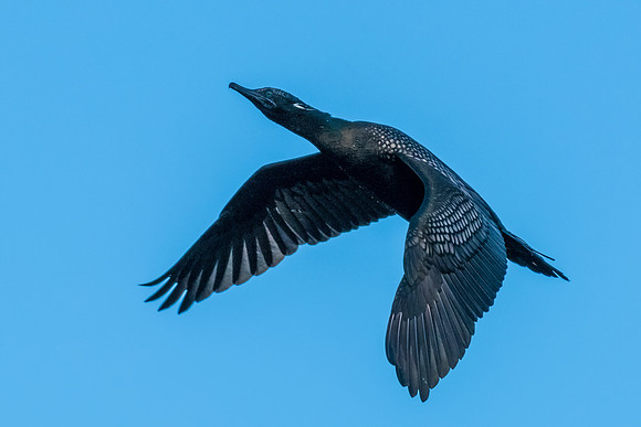 Little Black Cormorant