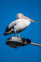Australian Pelican