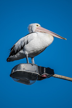 Australian Pelican
