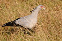 Secretarybird