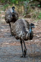 Emu
