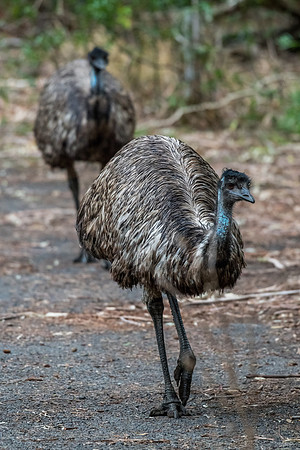 Emu