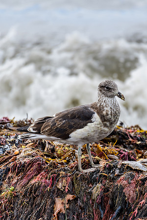 Kelp Gull