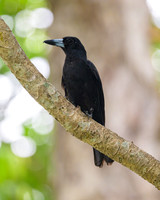 Black Butcherbird