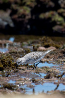 Red-necked Stint