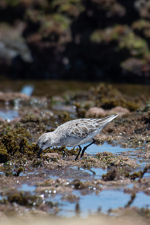 Red-necked Stint