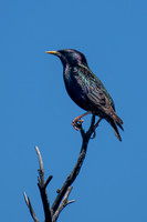 Common Starling