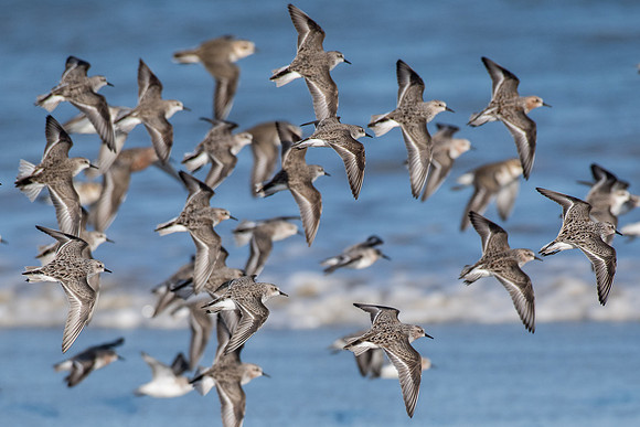 Red-necked Stint