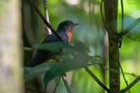 Chestnut-breasted Cuckoo