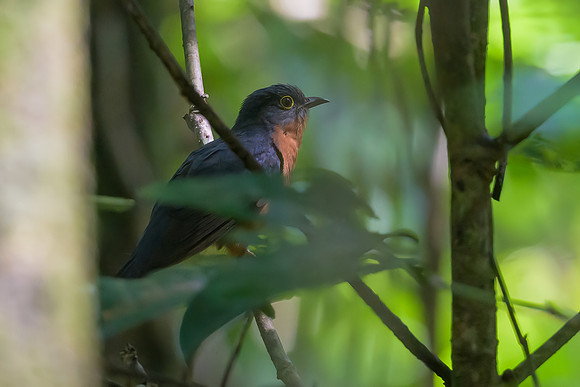 Chestnut-breasted Cuckoo