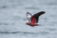Galah
