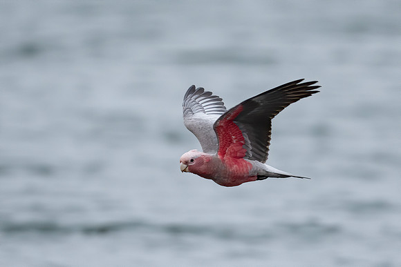 Galah