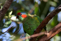 Musk Lorikeet