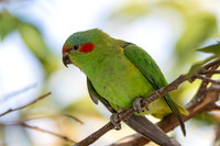 Musk Lorikeet