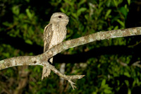 Papuan Frogmouth