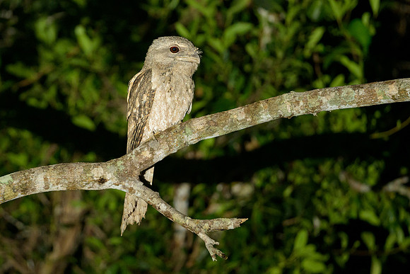 Papuan Frogmouth