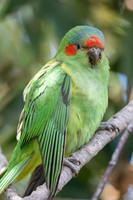 Musk Lorikeet