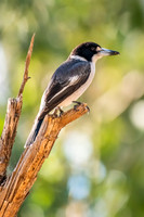 Grey Butcherbird