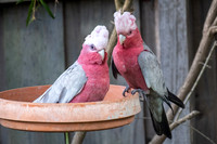 Galah