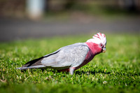 Galah