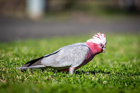 Galah
